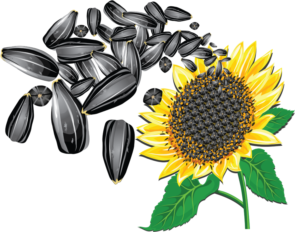Vibrant Sunflower Wallpaper with Glossy Seed Pattern Background