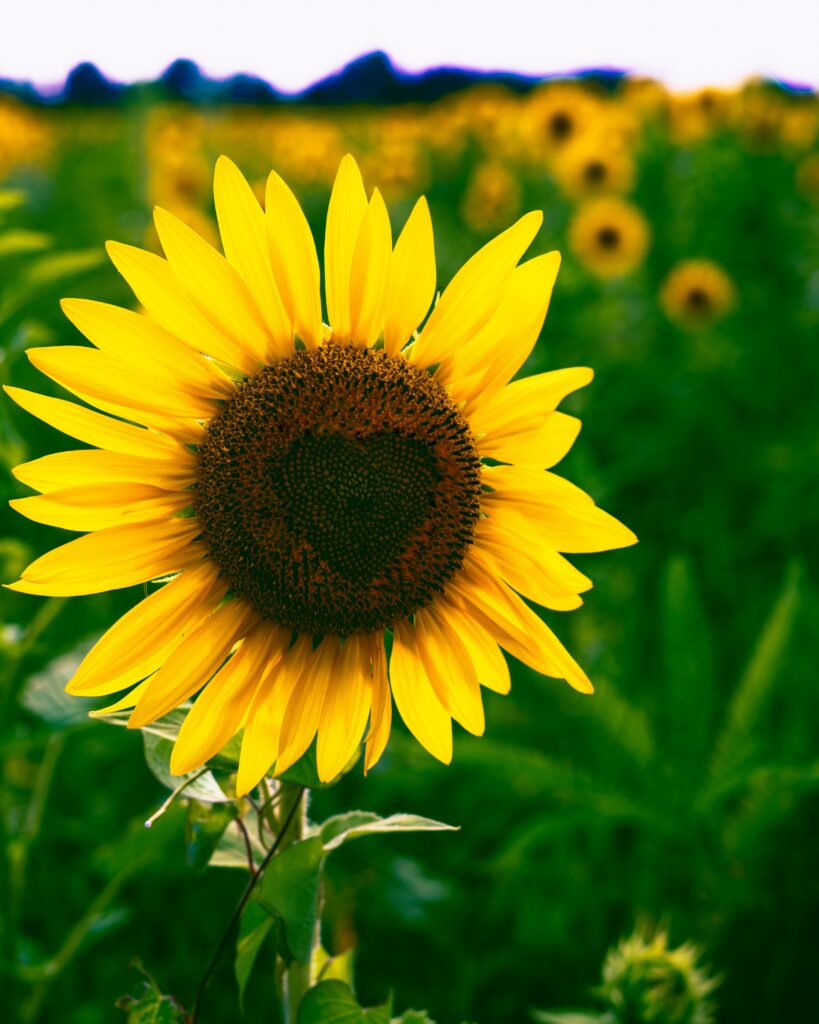 Blooming Sunflower with Heart Pattern - Vibrant Green Background Wallpaper