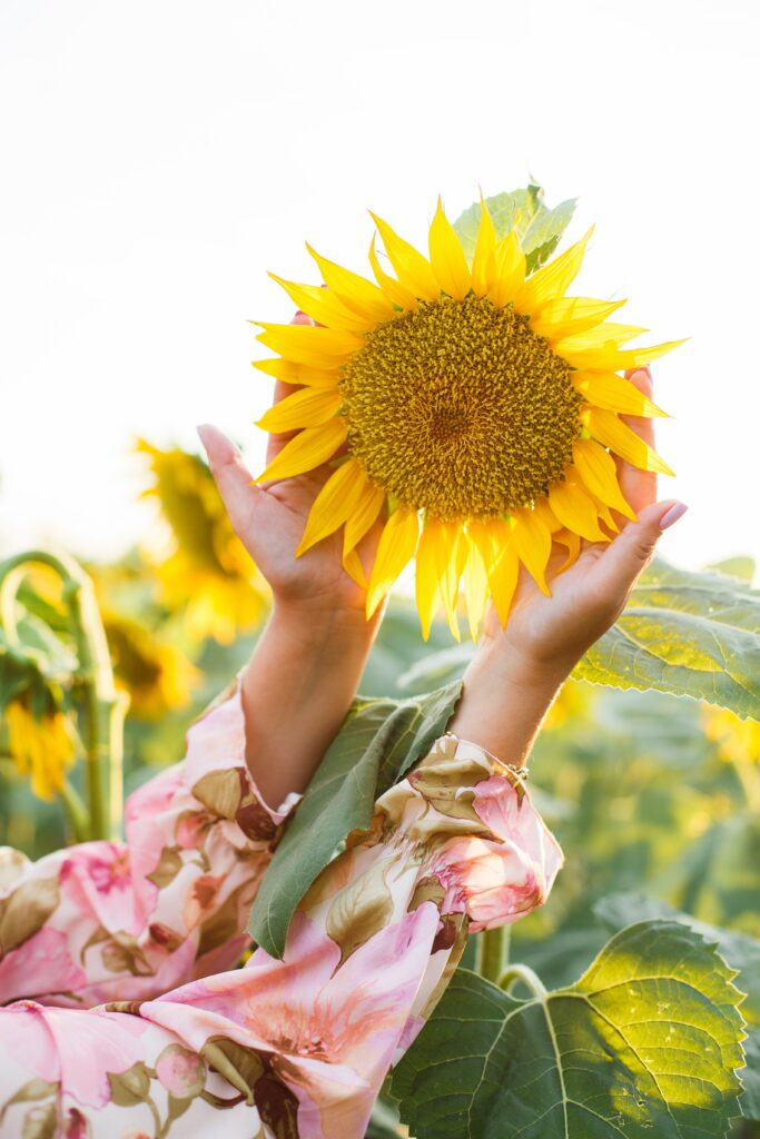Sunny Flower Wallpaper: Bright Sunflower Against Lush Green Background