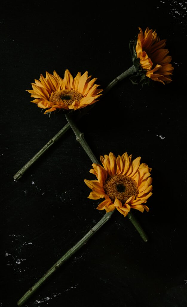 Vibrant Sunflowers on Dark Background - Stunning Floral Wallpaper