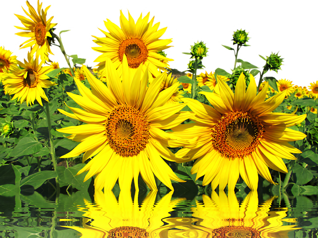 Cheerful Sunflower Wallpaper with Stunning Reflection Effect Background