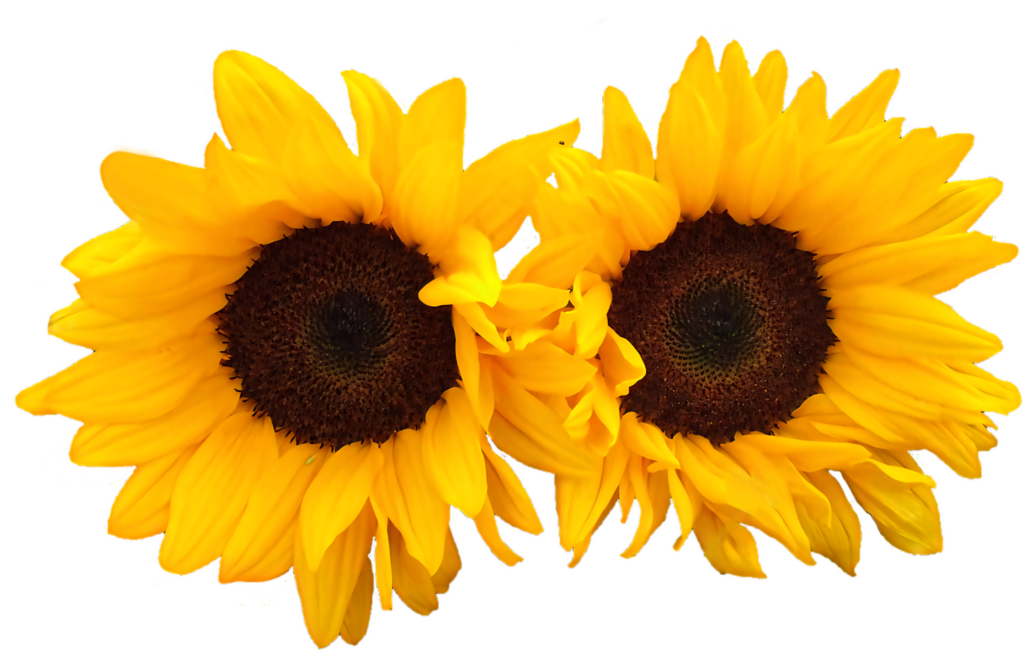 Vibrant Sunflower Wallpaper with Transparent Background for Design