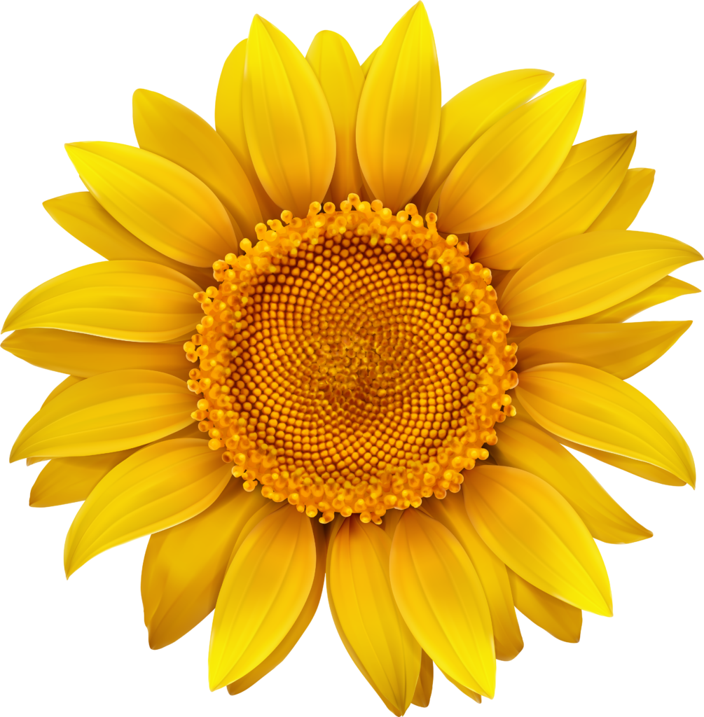 Vibrant Sunflower Wallpaper with Yellow Petals & Transparent Background