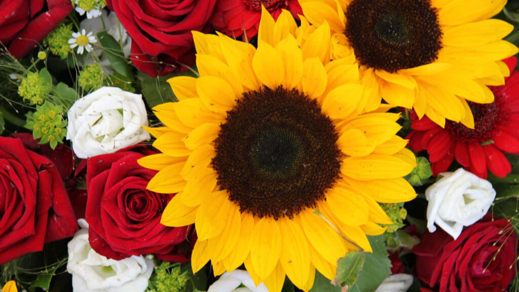 Vibrant Sunflower and Rose Wallpaper: Colorful Floral Background