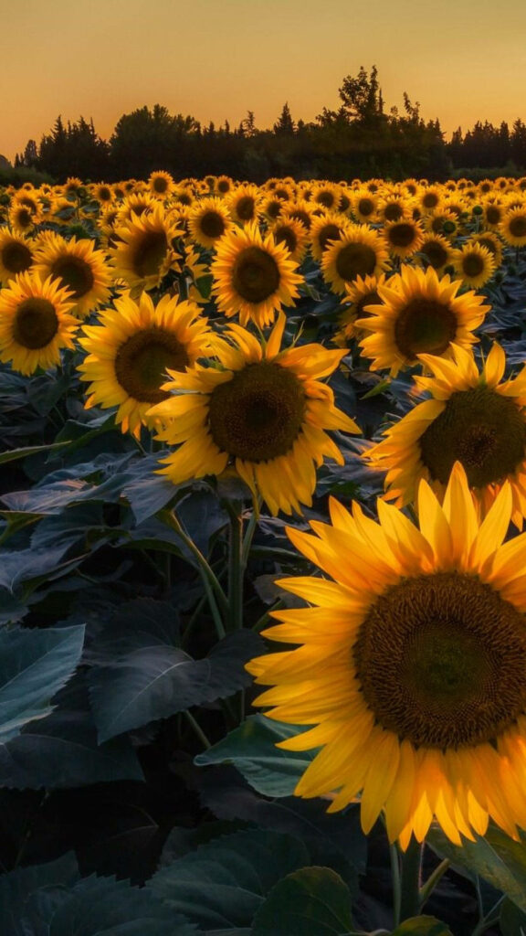 Vibrant Sunflower Field iPhone Wallpaper with Glowing Sky Background