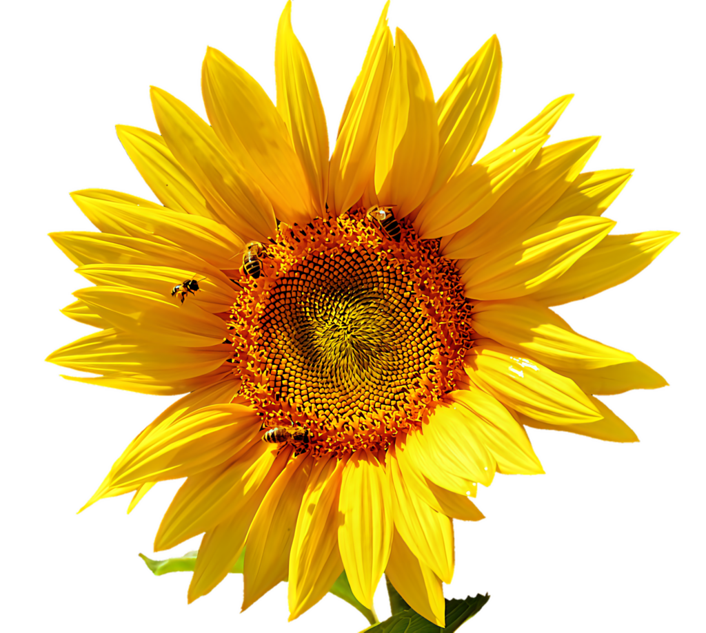 Vibrant Sunflower in Bloom with Bees - Nature's Colorful Beauty Wallpaper