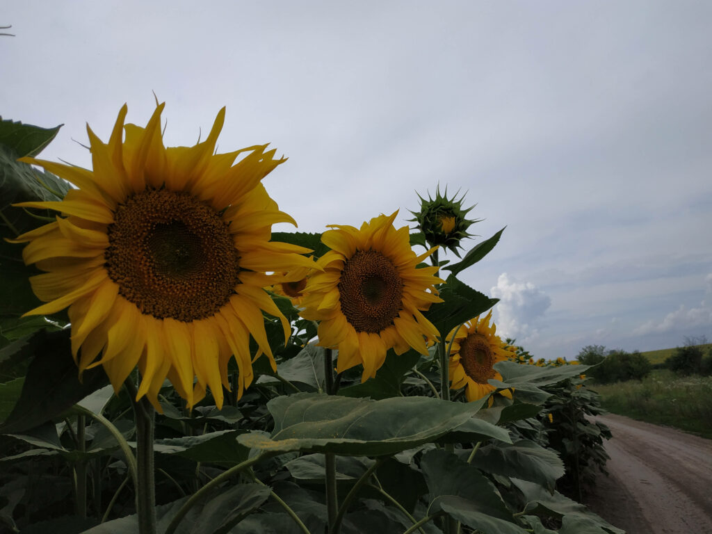 Tranquil Sunflower Landscape: Vibrant Blooms on Rural Road Wallpaper