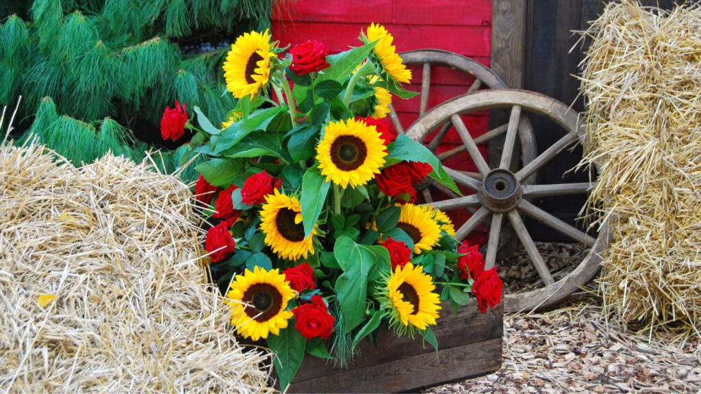 Vibrant Sunflowers & Red Roses in Rustic Pot: Charming Garden Scene Wallpaper