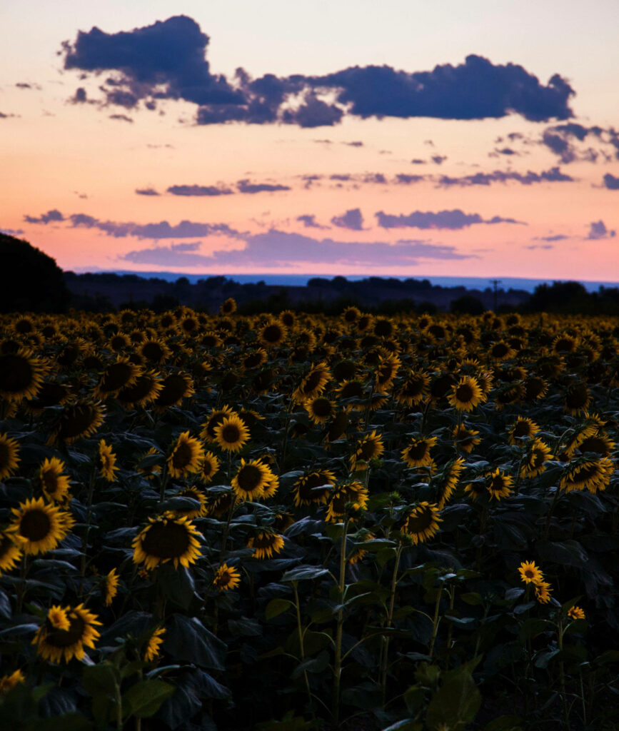 Vibrant Sunflower Field at Serene Pink Sunset: Peaceful Landscape Wallpaper