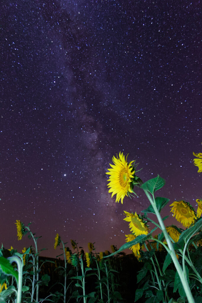 Vibrant Sunflowers Under a Starry Night Sky - Enchanting Wallpaper