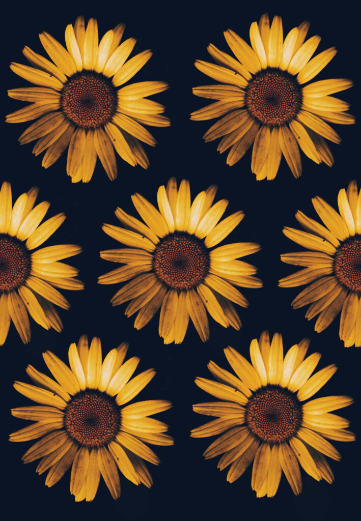 Vibrant Sunflower Wallpaper: Symmetrical Floral Design on Dark Background