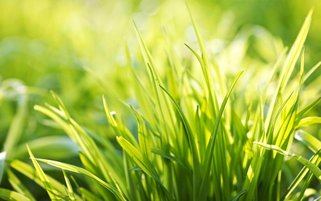 Gorgeous Sunlight Illuminating Lush Greenery: Captivating HD Wallpaper