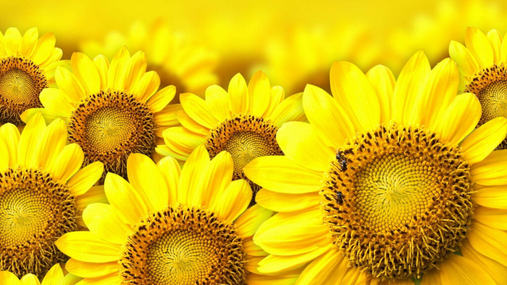 Vibrant Sunlit Sunflower Wallpaper: Bright, Cheerful Background