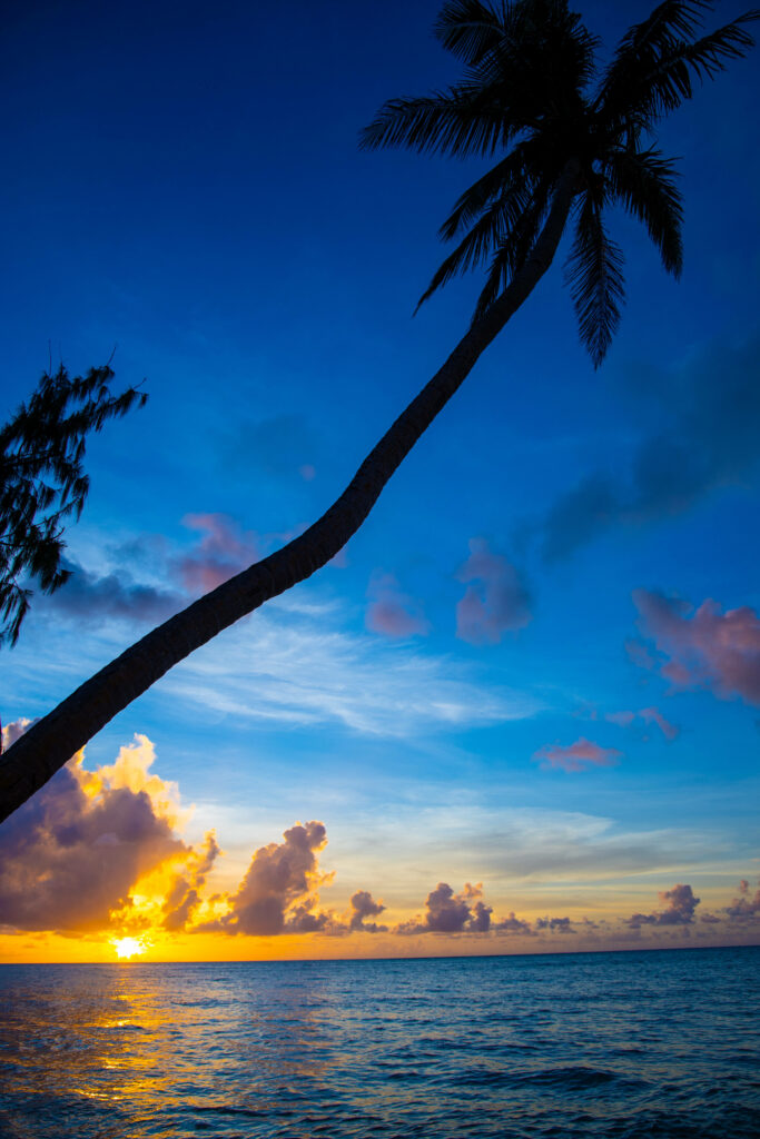 Vibrant Sunset Beach Wallpaper: Tranquil Ocean & Silhouetted Palm