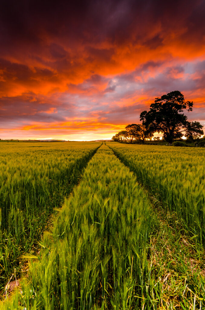 Lush green field under dramatic sunset sky with tall tree silhouettes vibrant nature wallpaper