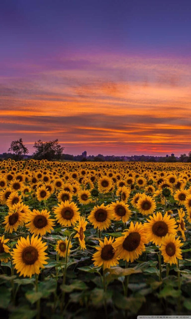 Sunflower Field Under Vibrant Sunset - Serene Background Image Wallpaper
