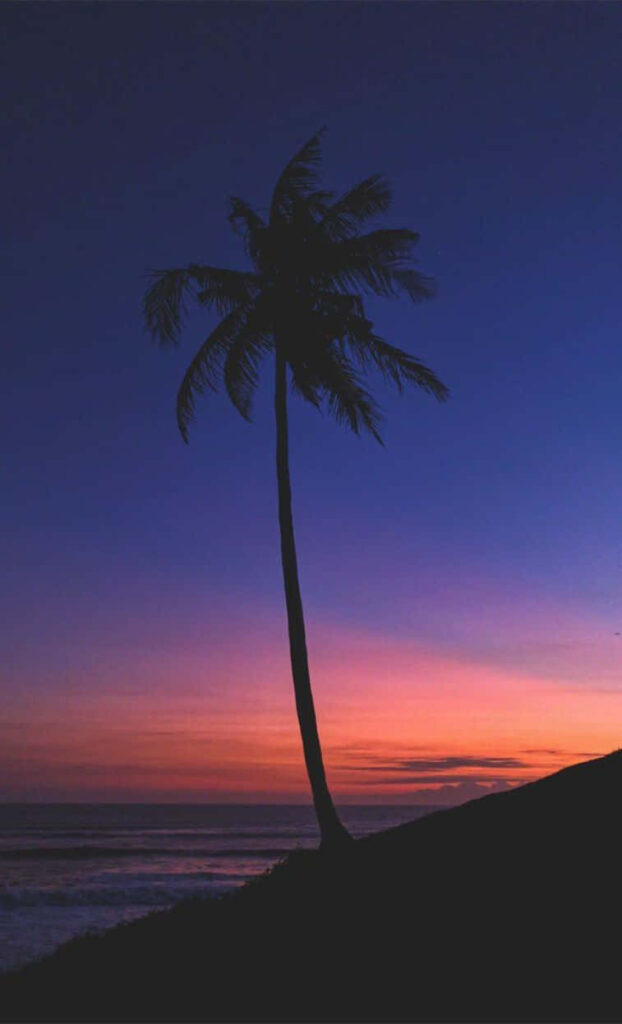 Tropical Sunset Wallpaper: Striking Palm Tree Silhouette Background