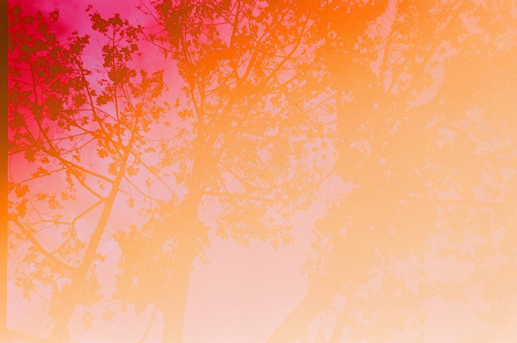 Vibrant sunset gradient banner wallpaper with detailed tree branch silhouettes and warm colors