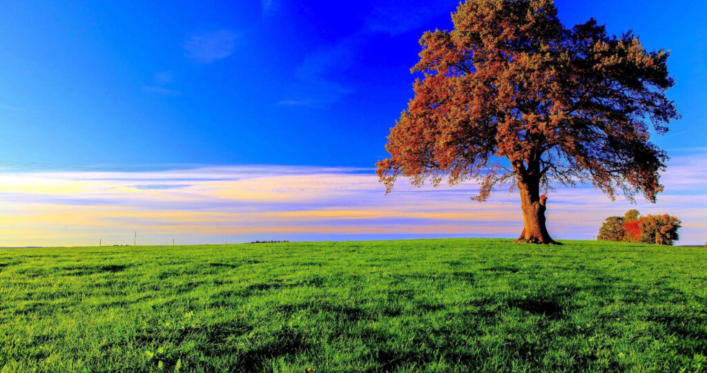 Vibrant Sunset Wallpaper: Tranquil Tree in Grassy Field