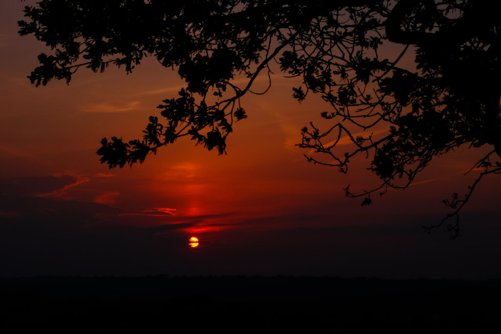 Vibrant orange and red sunset with silhouetted branches and soft clouds over the horizon Wallpaper