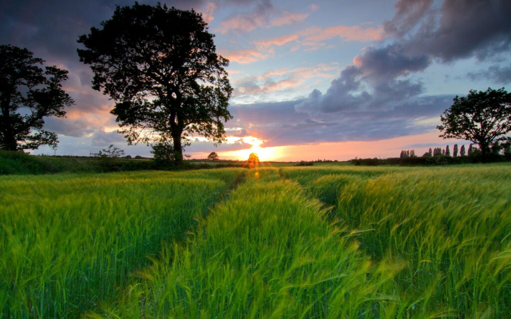 Golden Horizon: Majestic Sunset Painting the Grass Field Wallpaper