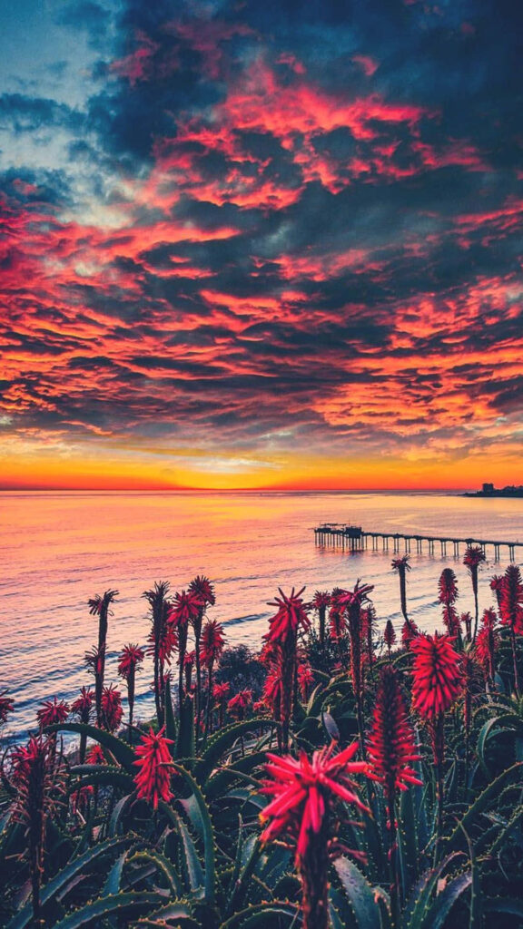 Enchanting California Sunset over Ocean with Fiery Colors & Flowers Wallpaper