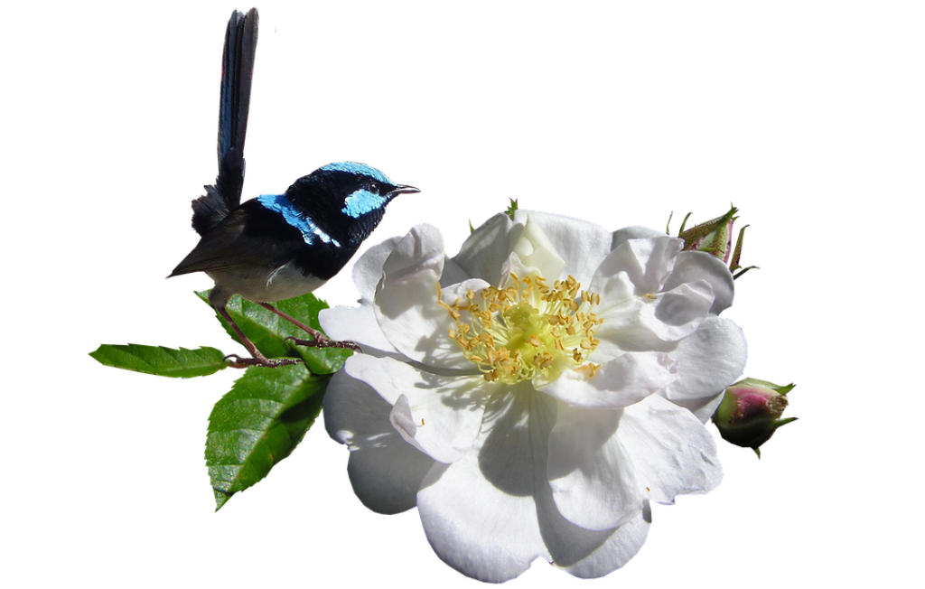 Vibrant Superb Fairywren on White Flower - Stunning Nature Wallpaper