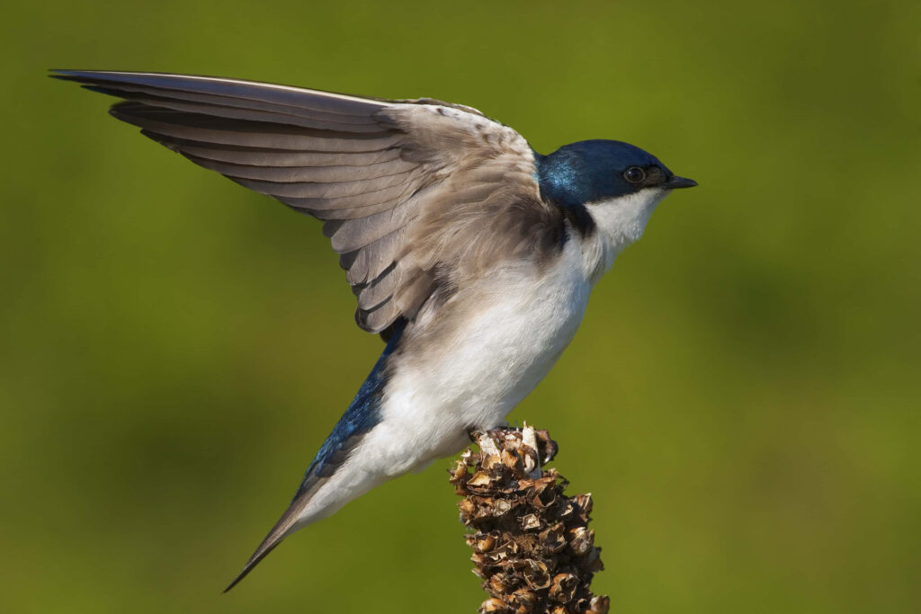 Swallow Bird Ready to Take Flight on Branch Against Soft Green Background Wallpaper