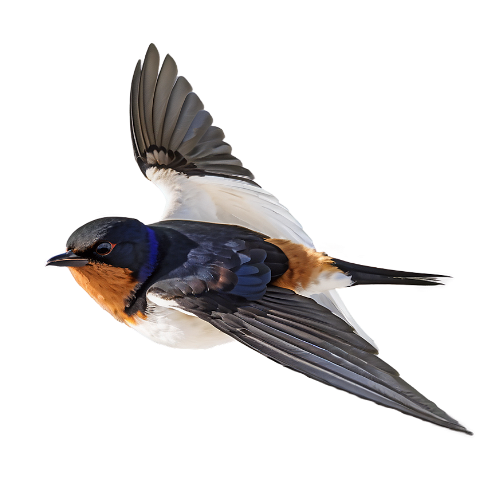 Swallow Bird in Flight Wallpaper: Vibrant Blue & Orange Elegance
