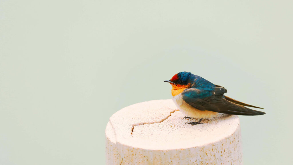 Serene Swallow Wallpaper: Colorful Bird on Wooden Post Background