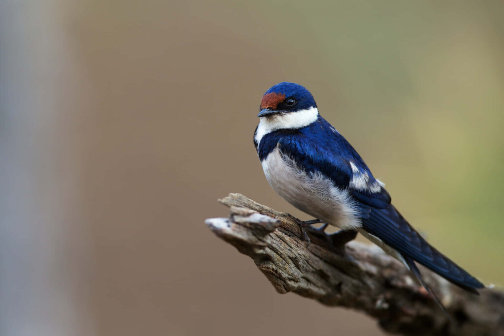 Vibrant Swallow on a Branch - Serene Blurred Background Wallpaper
