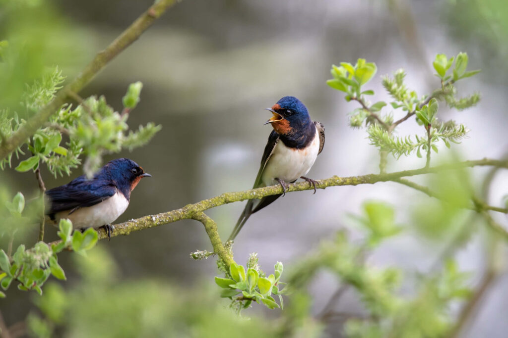 Vibrant Swallows on a Spring Branch - Lively Nature Wallpaper