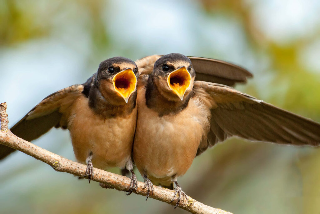 Vibrant Swallows Chattering on Branch - Lively Wallpaper Design