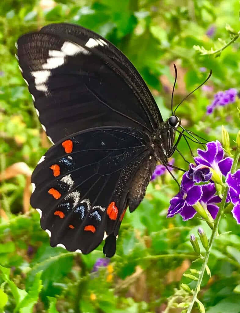 Stunning Swallowtail Butterfly on Purple Flower - Vibrant Wallpaper