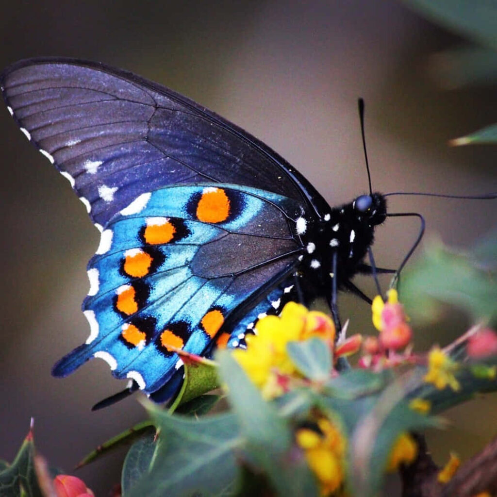 Vibrant Swallowtail Butterfly Close-Up on Colorful Flower Wallpaper