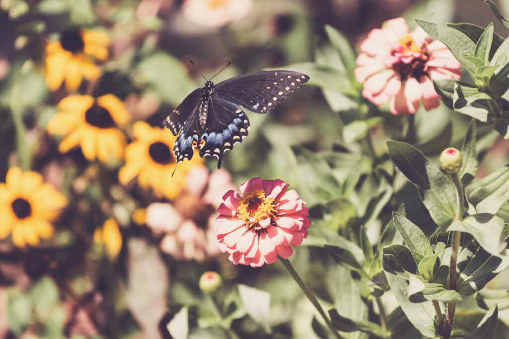 Stunning Macro Swallowtail Butterfly Wallpaper in Vibrant Garden