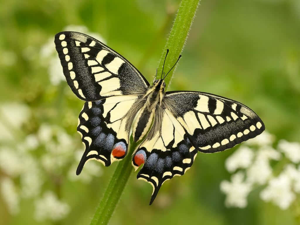 Vibrant Swallowtail Butterfly Wallpaper: Nature's Elegance Unveiled