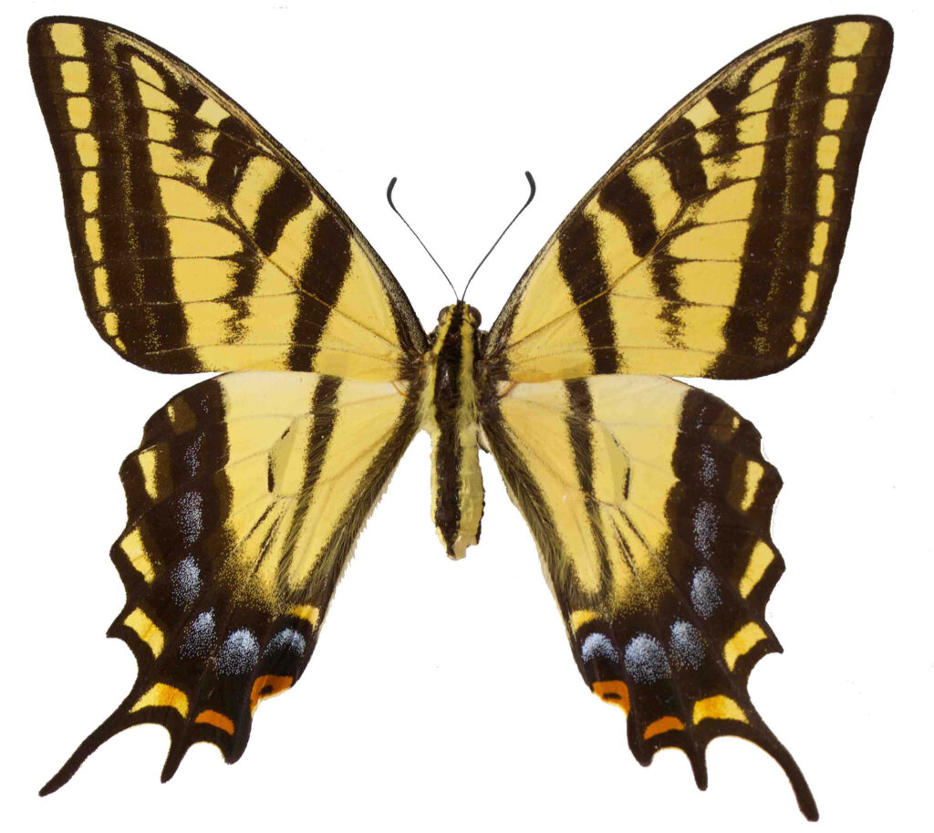 Vibrant Swallowtail Butterfly Wallpaper: Stunning Color & Detail