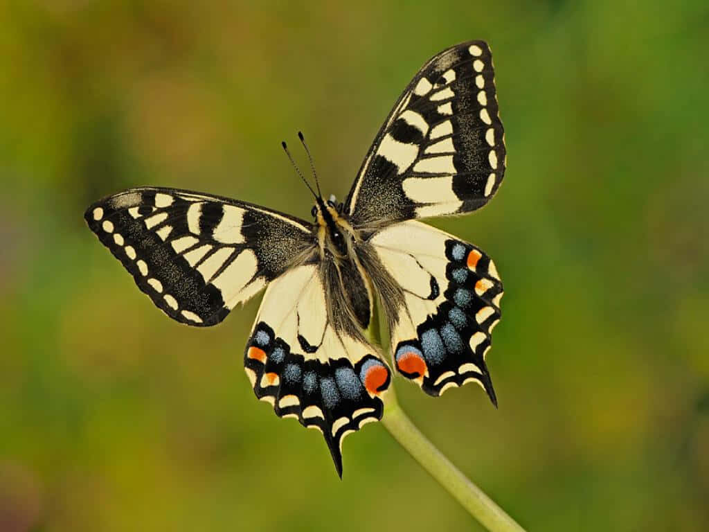 Vibrant Swallowtail Butterfly: Stunning Nature Wallpaper Background
