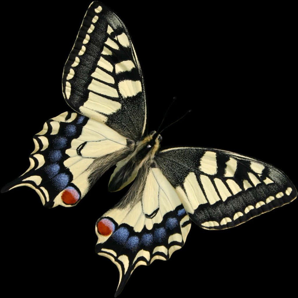 Vibrant Swallowtail Butterfly Wallpaper: Intricate Black & Blue Design