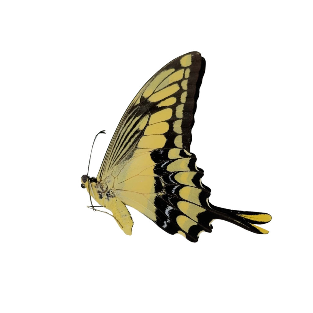 Vibrant Swallowtail Butterfly on White Background | Elegant Wallpaper