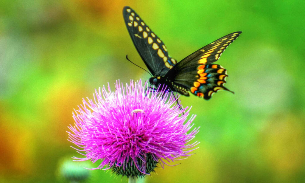 Vibrant Swallowtail Butterfly on Thistle - Colorful Wallpaper Background