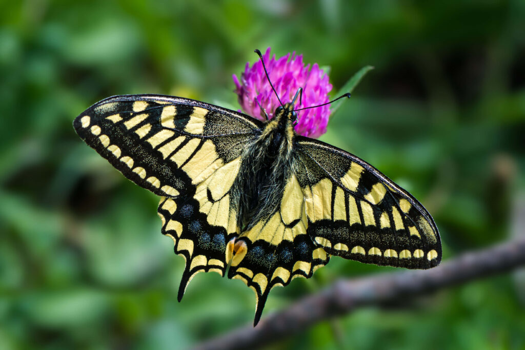 Vibrant Swallowtail Butterfly Wallpaper on Purple Flower Background