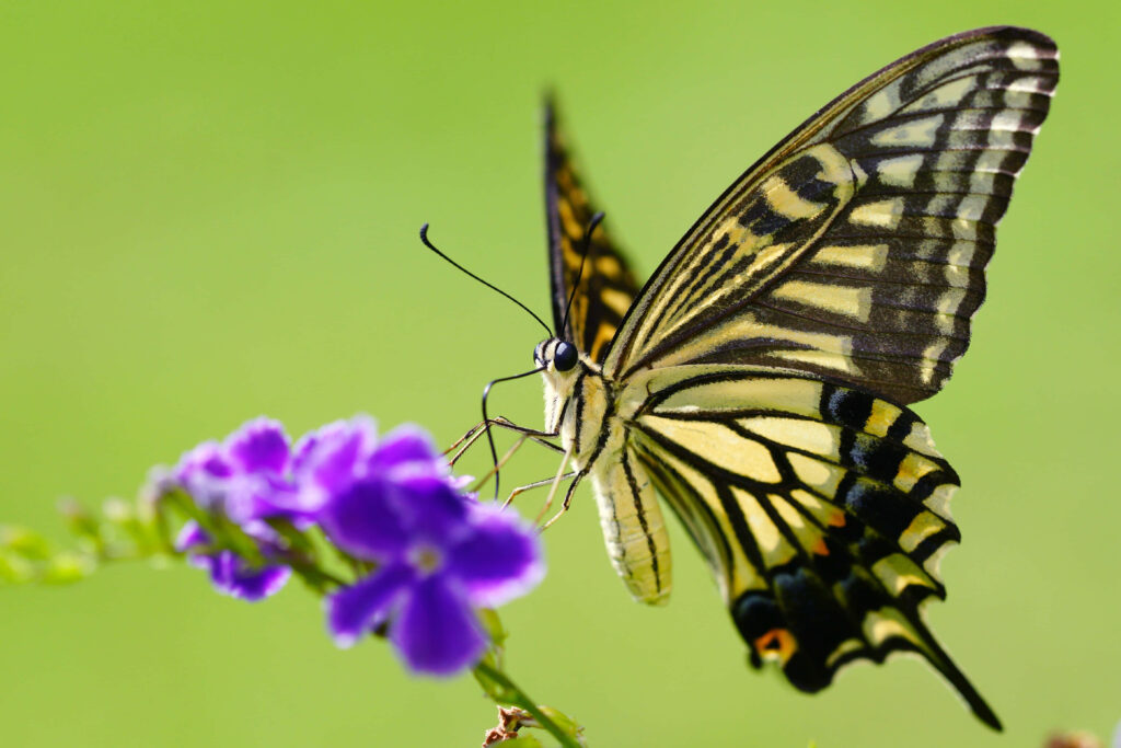 Stunning Swallowtail Butterfly on Purple Flowers - Vibrant Wallpaper
