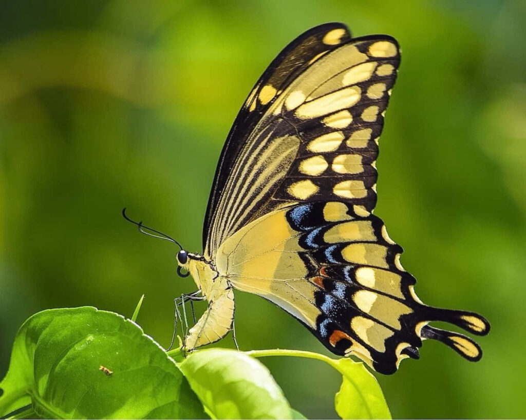 Vibrant Swallowtail Butterfly Wallpaper - Graceful Nature Beauty