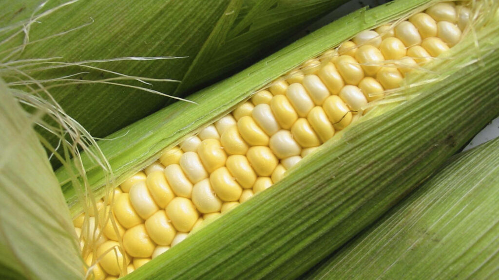 Vibrant Sweet Corn Wallpaper: Close-Up of Yellow & White Kernels