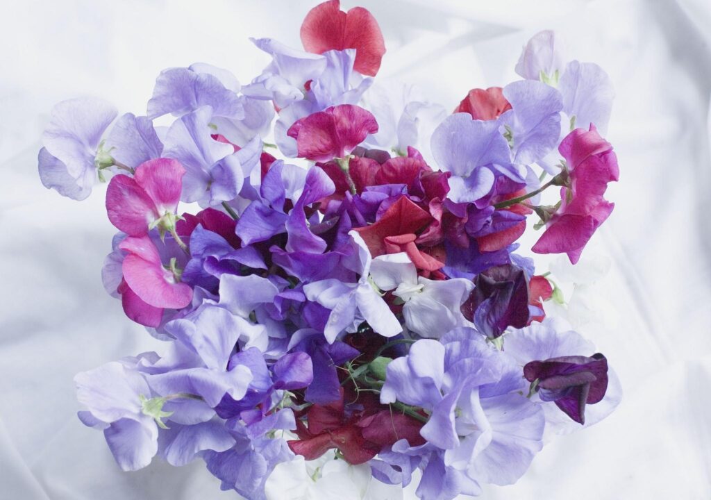 Vibrant Sweet Pea Flower Wallpaper in Purple, Red & Pink Background