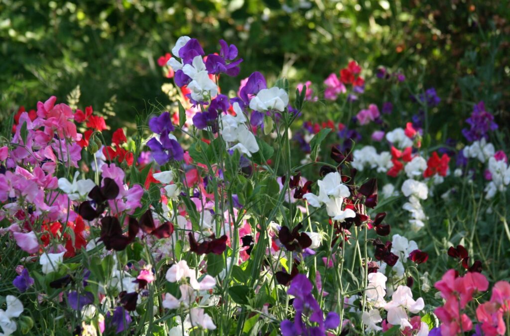 Vibrant Sweet Pea Garden Wallpaper - Lively Springtime Background