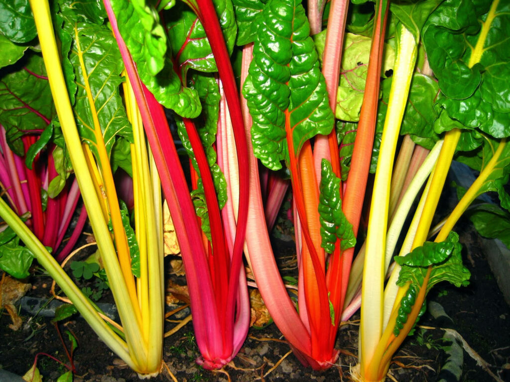 Vibrant Swiss Chard Wallpaper: Colorful Plants & Lush Greens
