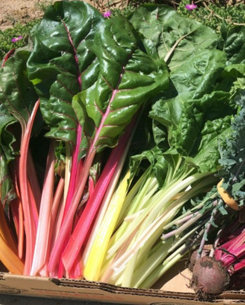 Vibrant Swiss Chard Wallpaper: Fresh Multi-Colored Greens Background